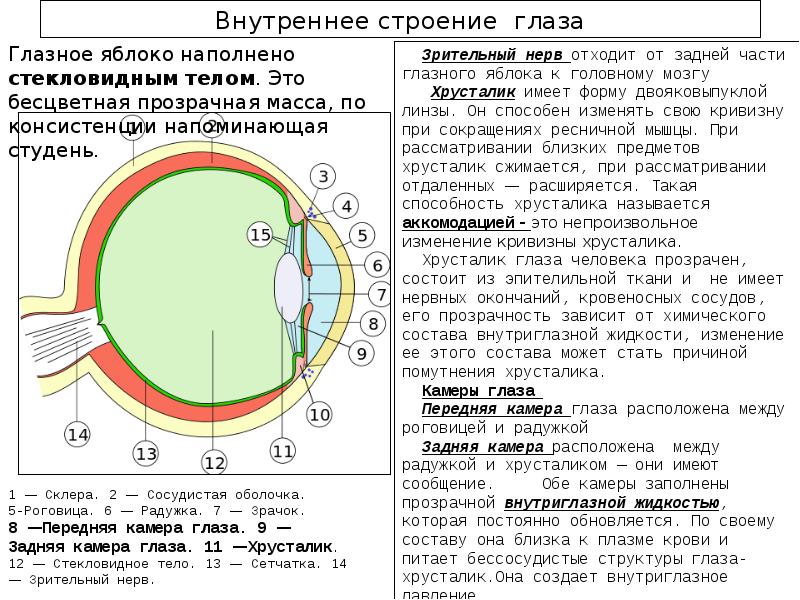 Передняя камера глаза где находится фото у человека