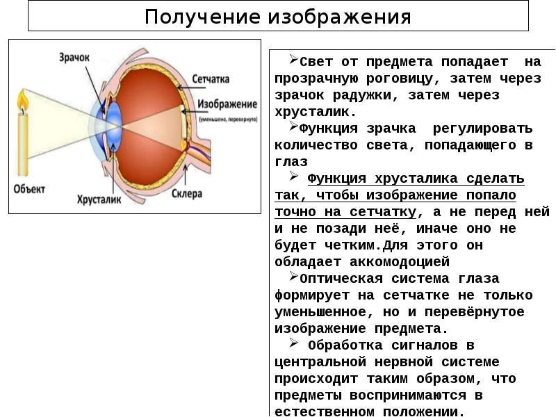 Свет попадает в глаз через. Схема строения глазного анализатора. Зрительный анализатор строение сетчатки. Изображение на сетчатке глаза. Формирование изображения на сетчатке.