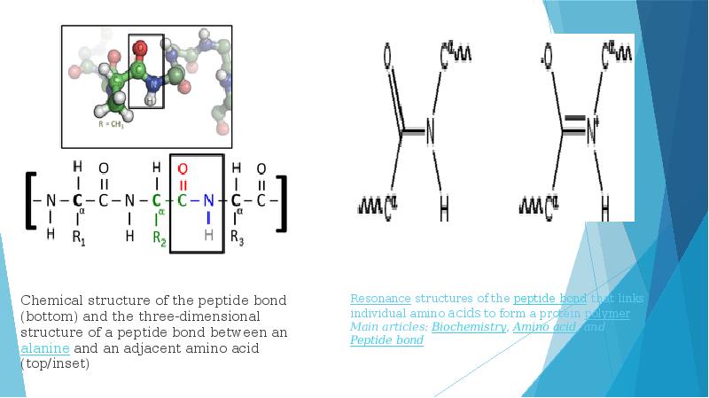 Днк имеет пептидные связи. Пролин пептидная связь. Пептидная связь рисунок. Пептидная связь шерсти. Пептидная связь представляет собой группу атомов.