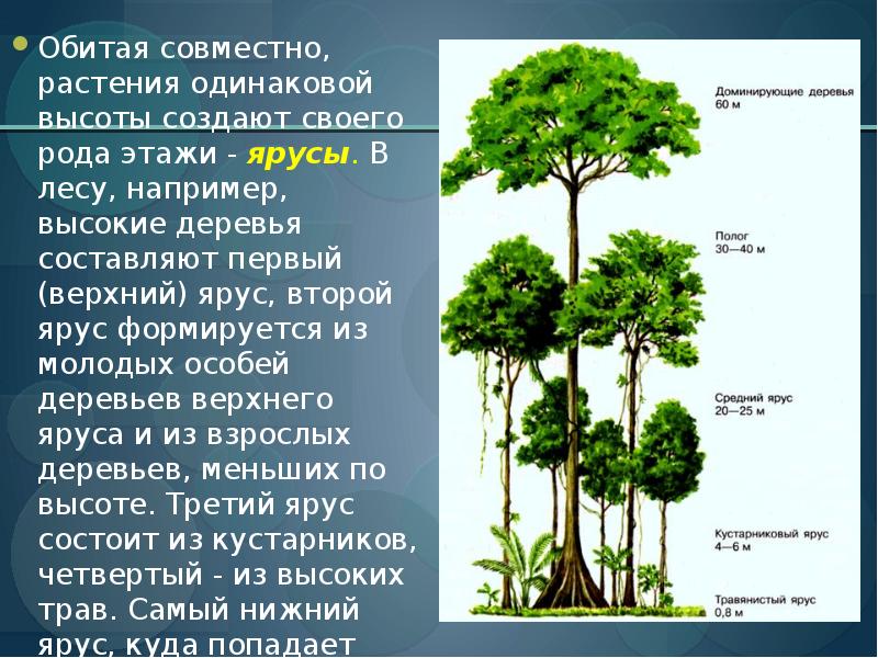 Презентация видовая и пространственная структура