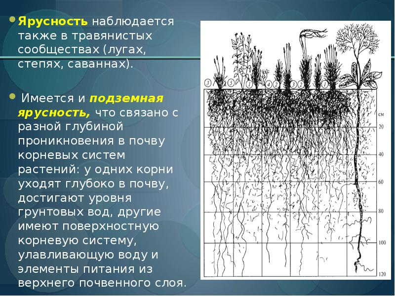 Тест структура растительного сообщества