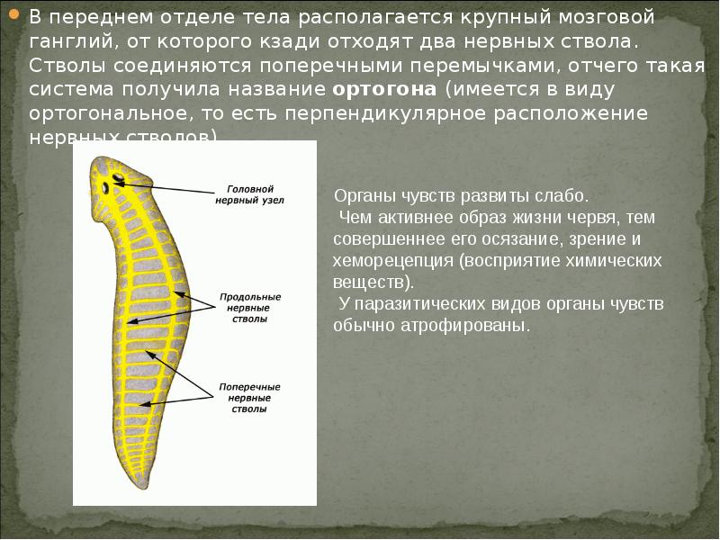 Отделы организма