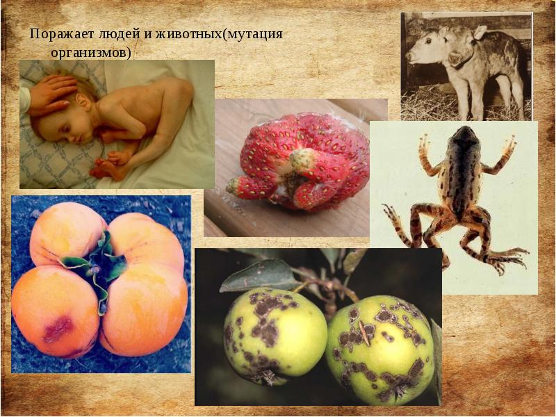 Поражает людей и животных(мутация организмов) Поражает людей и животных(мутация организмов)