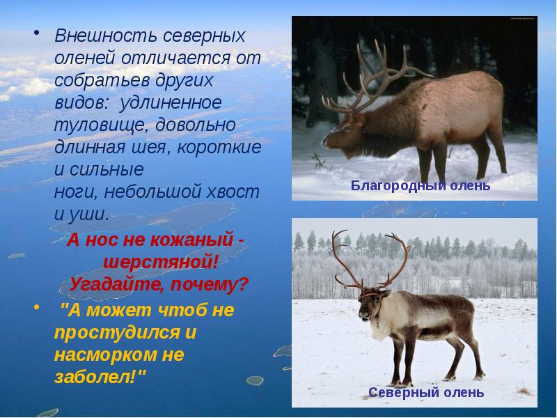 Внешность северных оленей отличается от собратьев других видов: удлиненное туловище, довольно