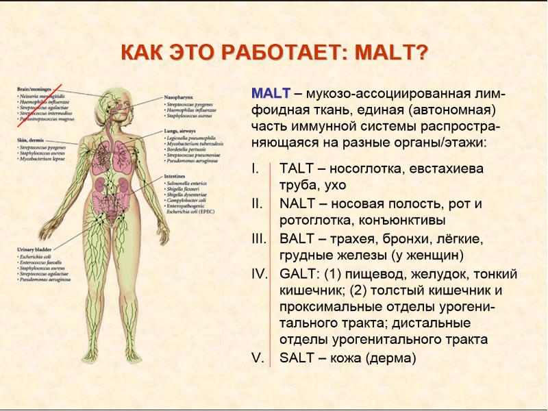 Часто болеющие дети презентация