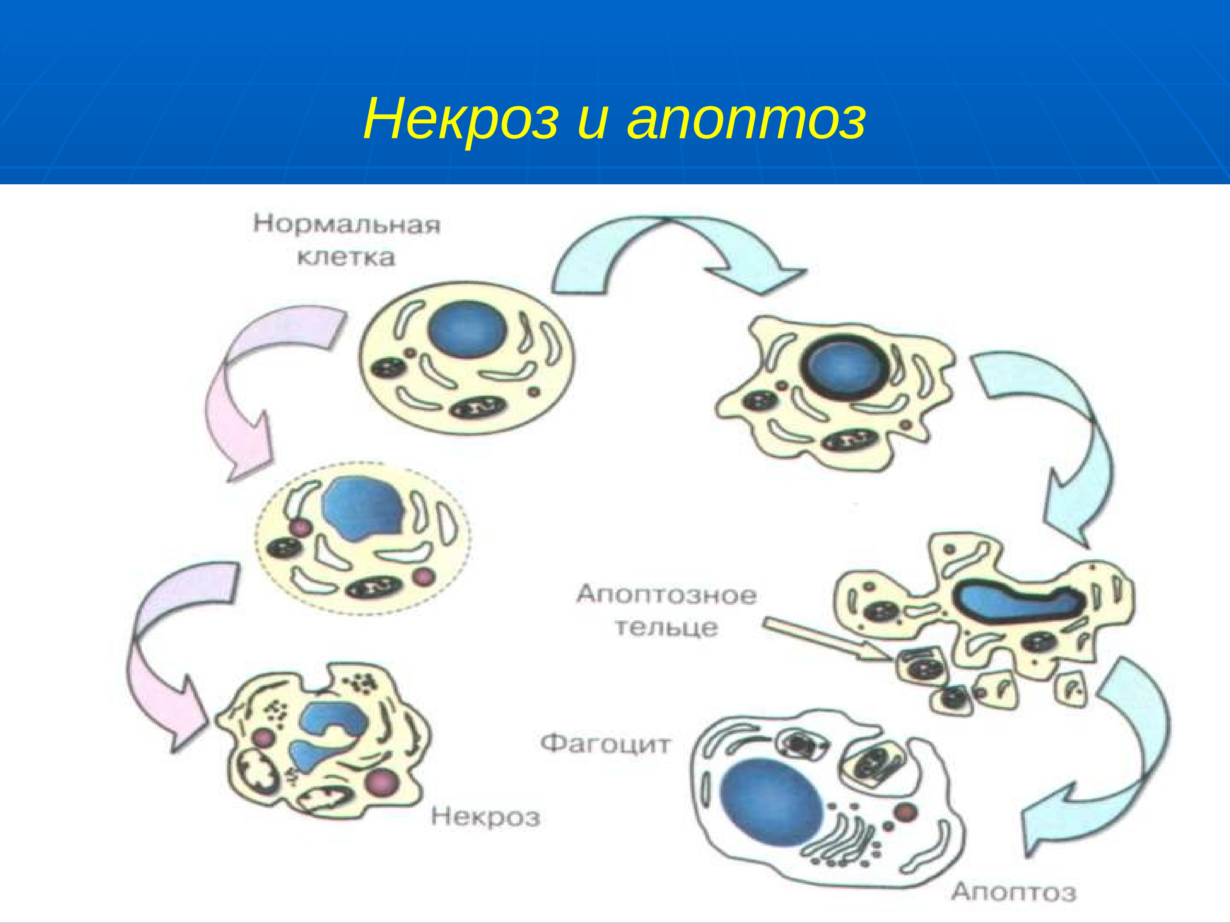 Презентация на тему некроз апоптоз