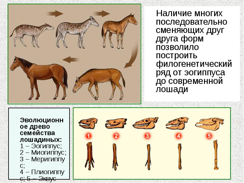 Наличие многих последовательно сменяющих друг друга форм позволило построить филогенетический ряд Наличие многих последовательно сменяющих друг друга форм позволило построить филогенетический ряд