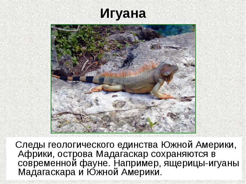 Игуана
Следы геологического единства Южной Америки, Африки, острова Игуана
Следы геологического единства Южной Америки, Африки, острова