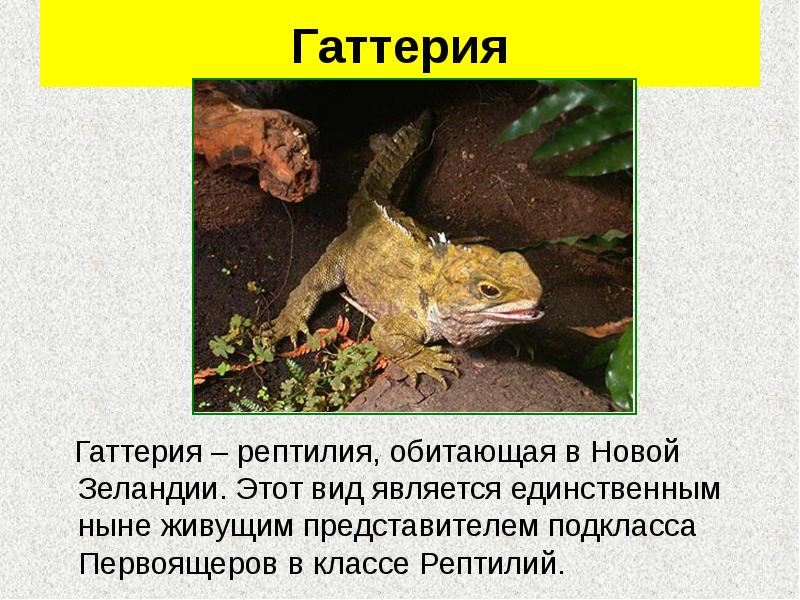 Гаттерия
Гаттерия – рептилия, обитающая в Новой Зеландии. Этот Гаттерия
Гаттерия – рептилия, обитающая в Новой Зеландии. Этот