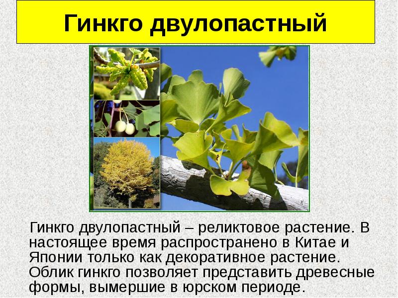Гинкго двулопастный
Гинкго двулопастный – реликтовое растение. В Гинкго двулопастный
Гинкго двулопастный – реликтовое растение. В