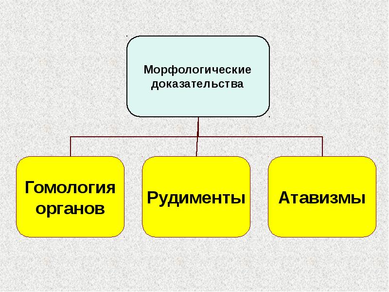 Биология 9 класс макроэволюция презентация 9 класс