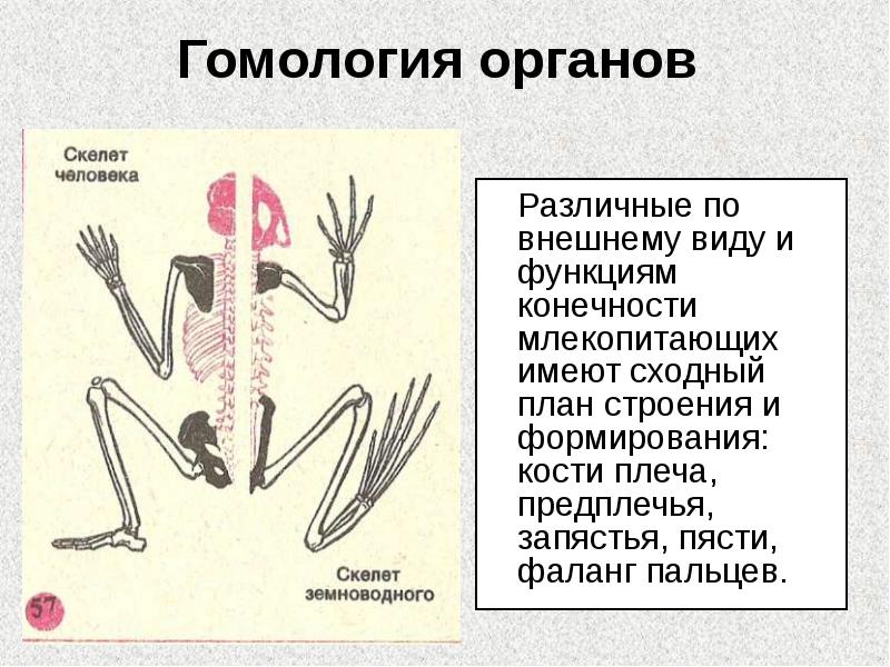 Гомология органов
Различные по внешнему виду и функциям конечности Гомология органов
Различные по внешнему виду и функциям конечности