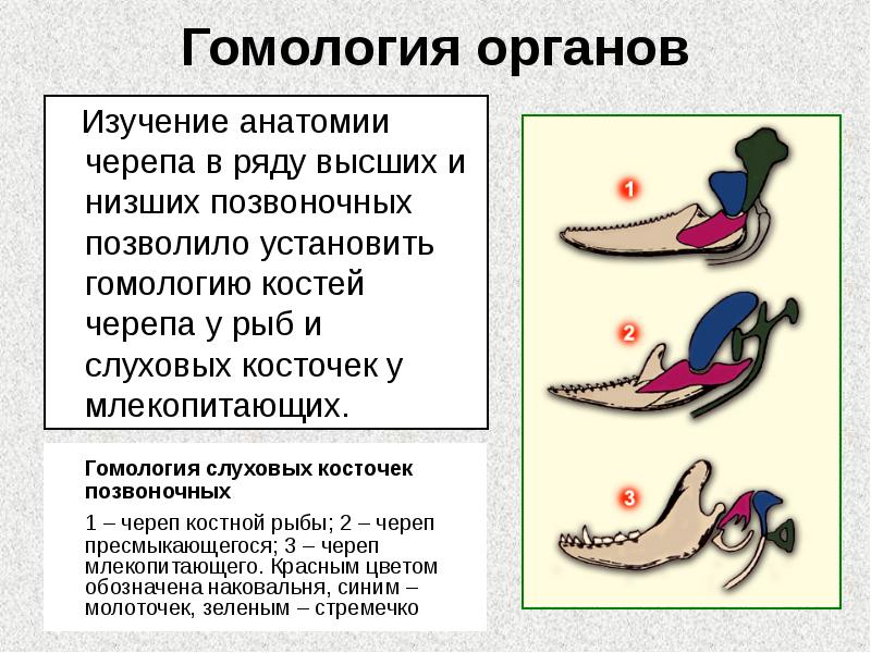 Гомология органов
Гомология слуховых косточек позвоночных
1 – череп Гомология органов
Гомология слуховых косточек позвоночных
1 – череп