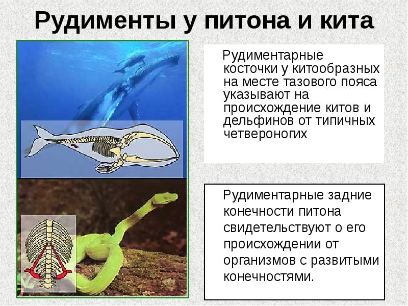 Рудименты у питона и кита
Рудиментарные косточки у Рудименты у питона и кита
Рудиментарные косточки у