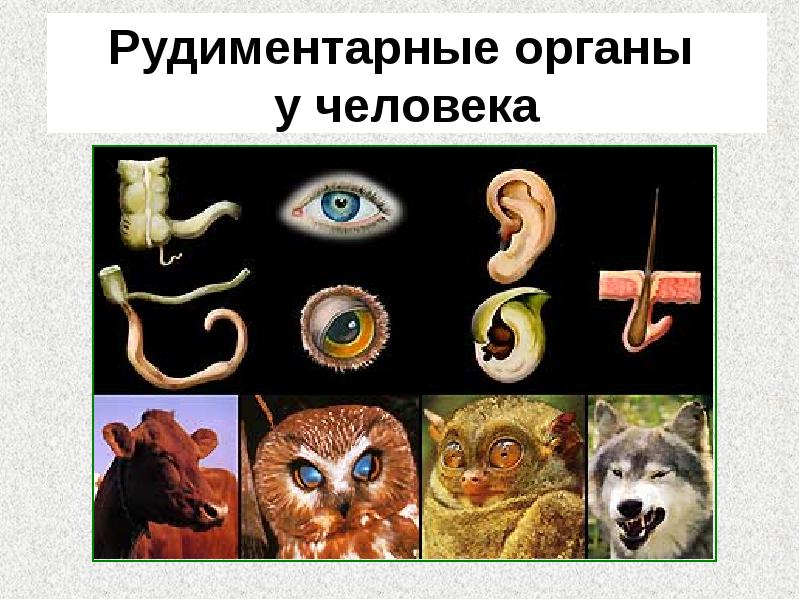 Рудиментарные органы у человека Рудиментарные органы у человека