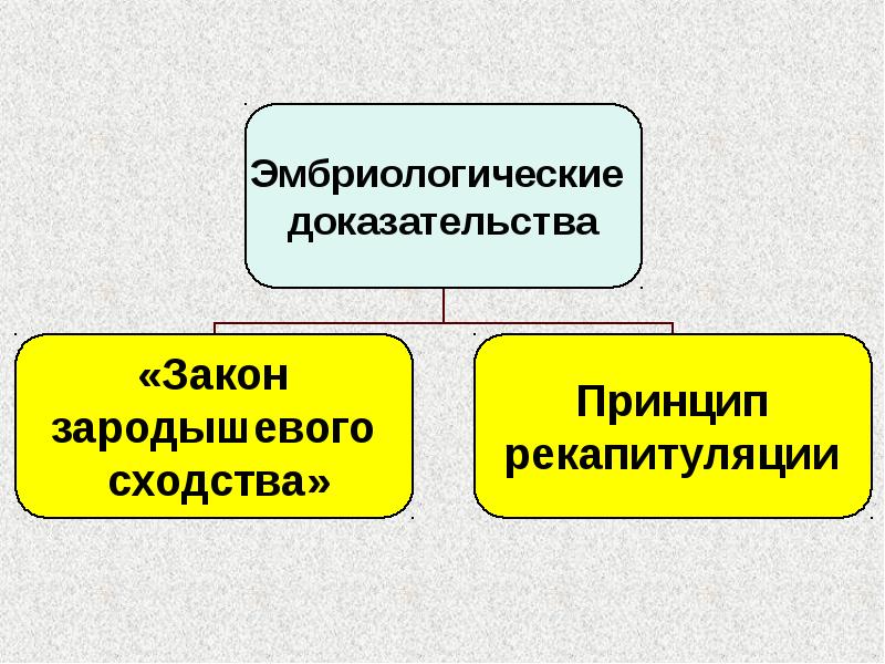 Презентация по биологии 9 класс макроэволюция