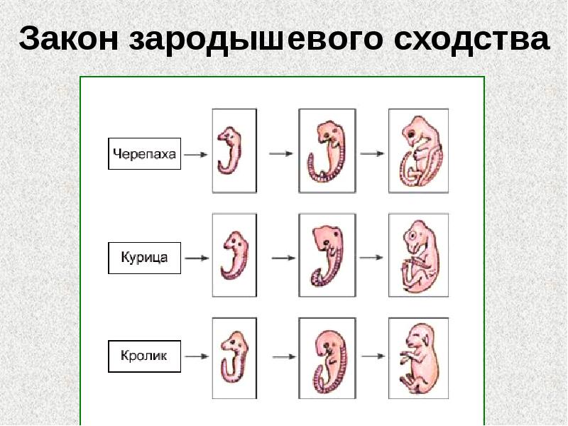 Закон зародышевого сходства Закон зародышевого сходства