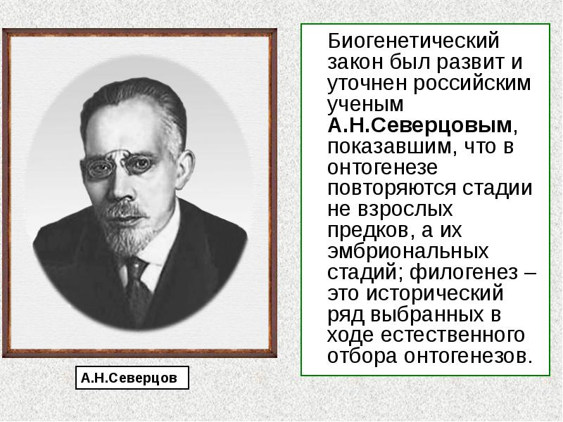 Биогенетический закон был развит и уточнен российским ученым А.Н.Северцовым, показавшим, что Биогенетический закон был развит и уточнен российским ученым А.Н.Северцовым, показавшим, что