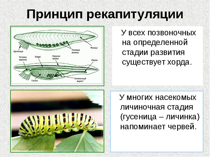 Принцип рекапитуляции
У всех позвоночных на определенной стадии развития Принцип рекапитуляции
У всех позвоночных на определенной стадии развития