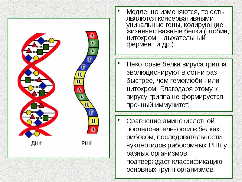 Медленно изменяются, то есть являются консервативными уникальные гены, кодирующие жизненно важные Медленно изменяются, то есть являются консервативными уникальные гены, кодирующие жизненно важные