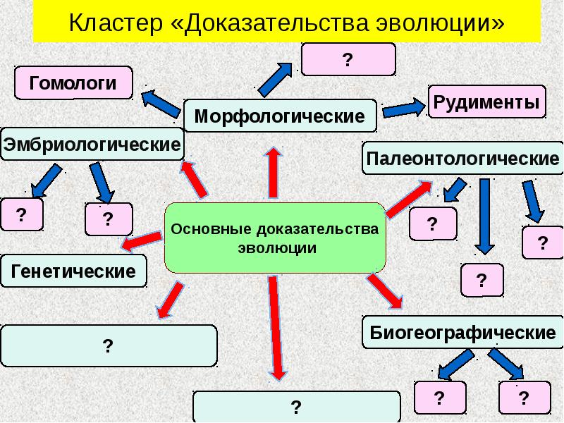 Кластер «Доказательства эволюции» Кластер «Доказательства эволюции»