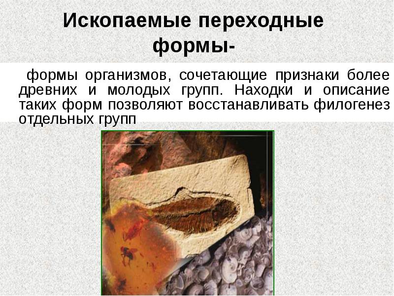 Ископаемые переходные формы-
формы организмов, сочетающие признаки более древних Ископаемые переходные формы-
формы организмов, сочетающие признаки более древних