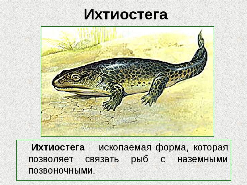 Ихтиостега
Ихтиостега – ископаемая форма, которая позволяет связать рыб Ихтиостега
Ихтиостега – ископаемая форма, которая позволяет связать рыб