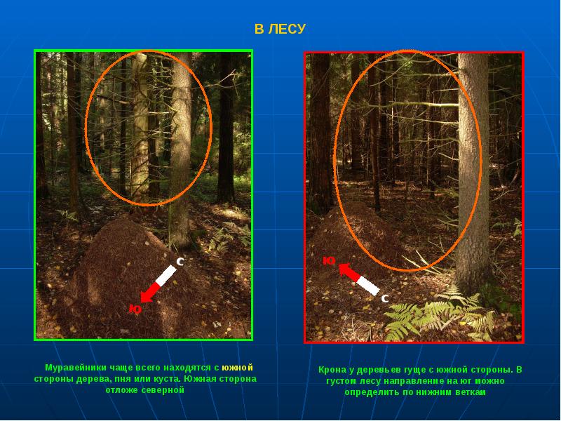 Лес расположенный вблизи большого. Муравейник с Южной стороны дерева. Муравейники находятся с Южной стороны деревьев.. Муравейник находится на Южной стороне. Муравейники находятся с Южной стороны от дерева.