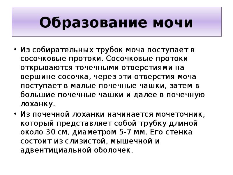 Образование мочи