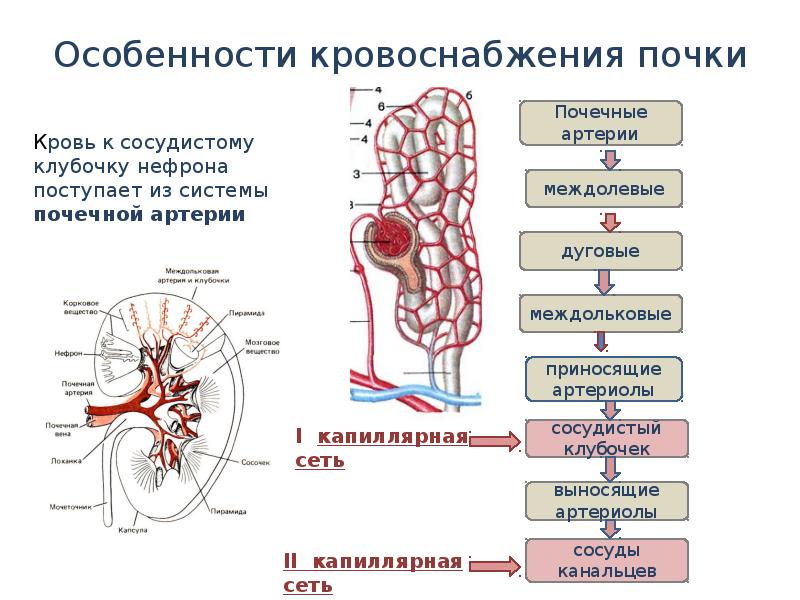 Нефрон образуют