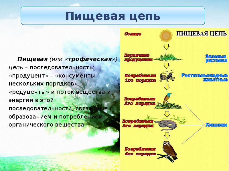 Трофические уровни экосистемы презентация