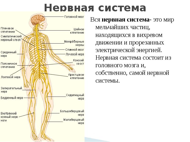 эстрес. человеческие нервы. нервный человек. заболевания нервной системы. самые самые знаки зодиака.
