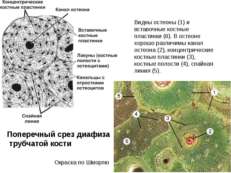 Скелетные ткани презентация