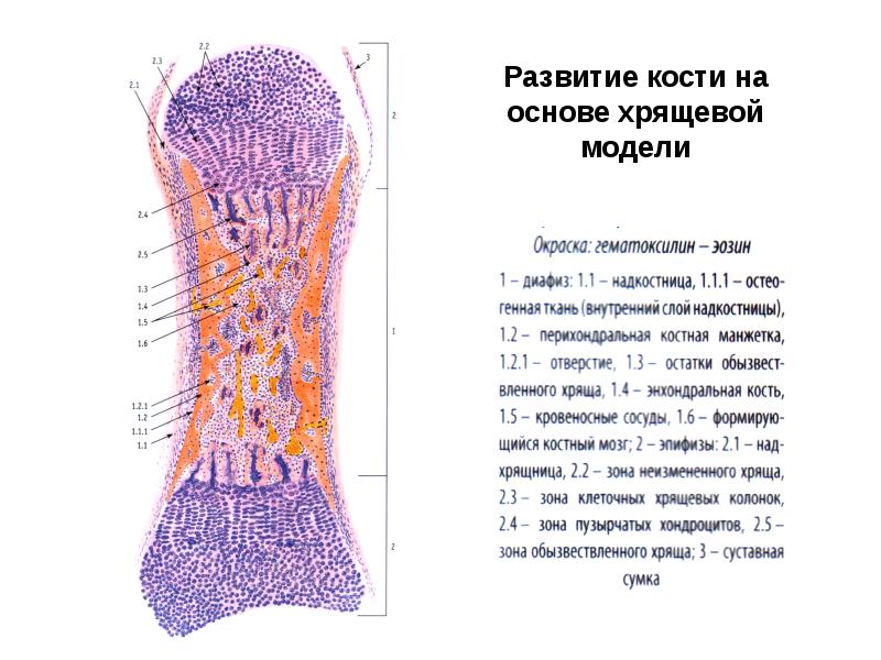 Схема непрямого остеогенеза гистология