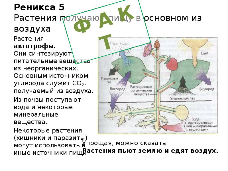 Что растения не могут получить из почвы