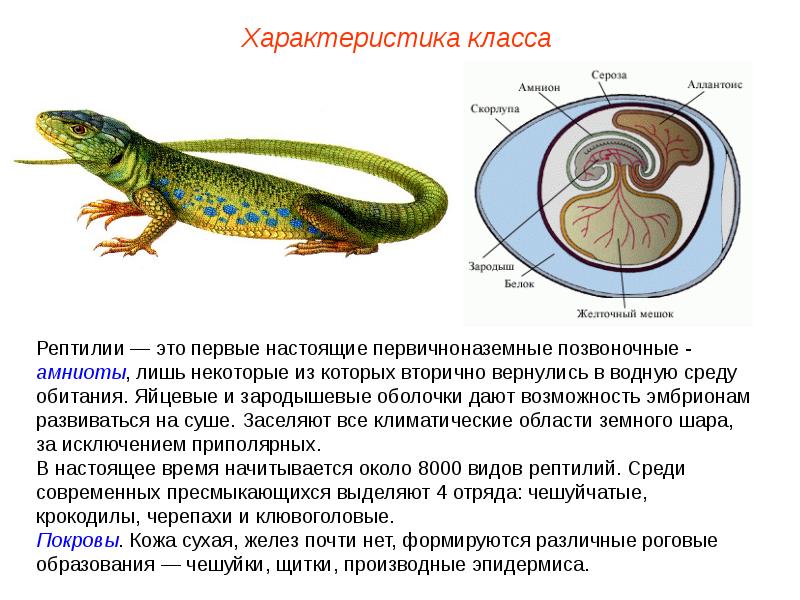 Пресмыкающиеся обитатели леса 2 класс