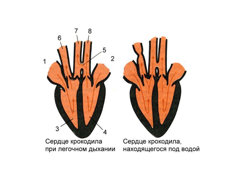 Схема строения сердца рептилий