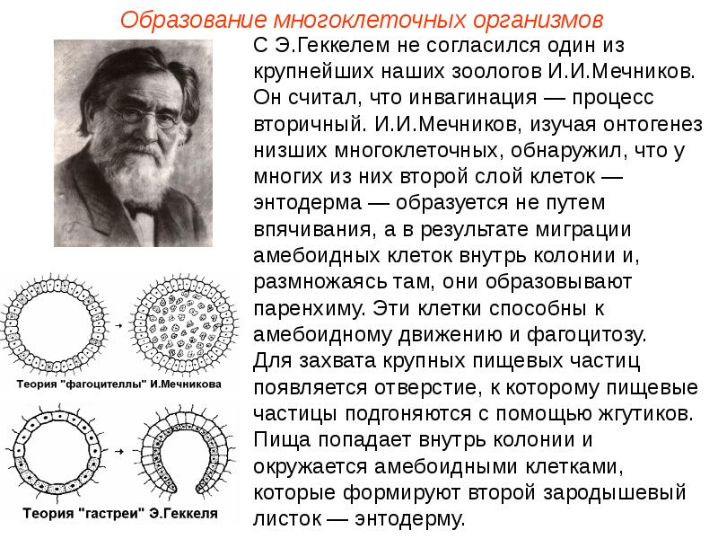 Теория организм. Теория фагоцителлы и.и Мечникова. Гипотеза э. Геккеля. И.И.Мечников (теория гастреи). Суть теории фагоцителлы Мечникова.