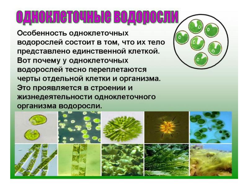 Одноклеточные водоросли презентация