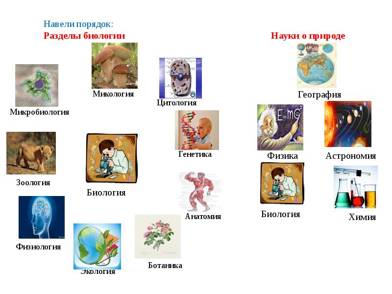 Разделы биологии схема