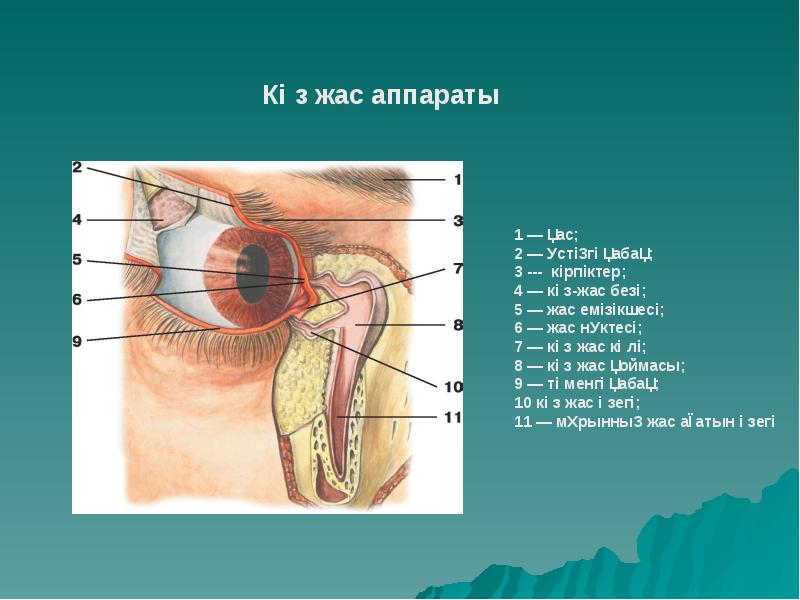 Сезім мүшелері презентация