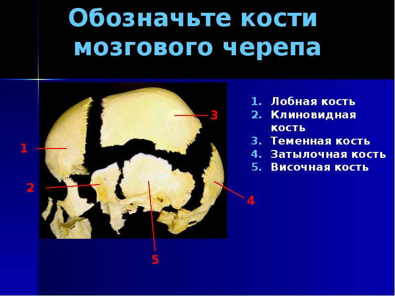 Кости черепа презентация