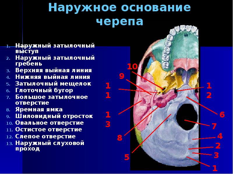 Основание черепа где находится фото