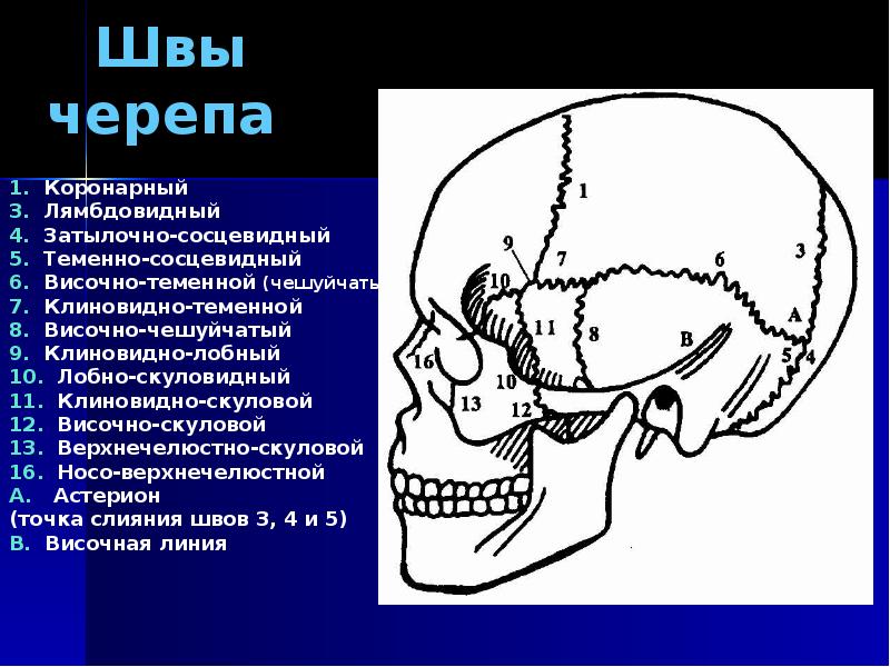 Швы черепа анатомия картинки