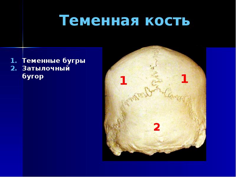 Теменная кость черепа фото