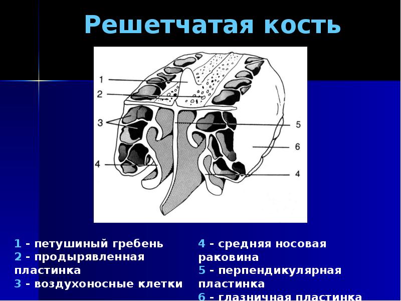 Решетчатая кость: анатомия, как на латинском, …