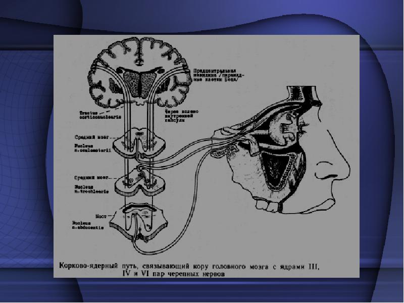 Кортико ядерный путь схема