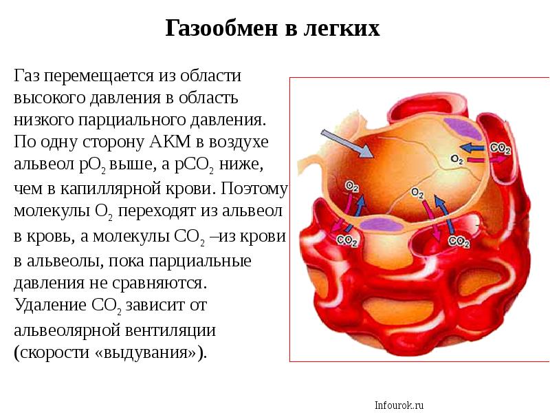 Обмен газов в легких схема