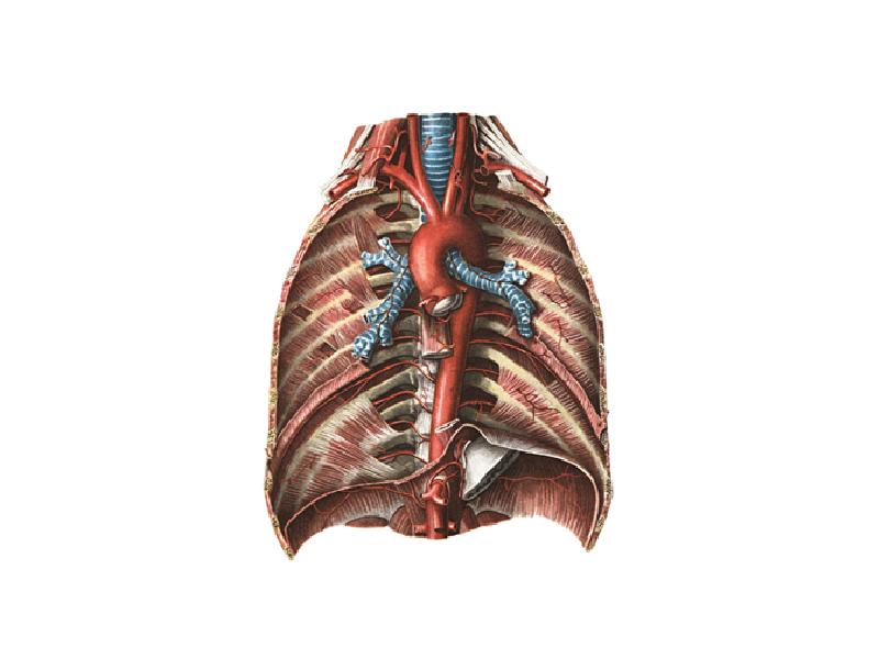 Картинки грудная аорта