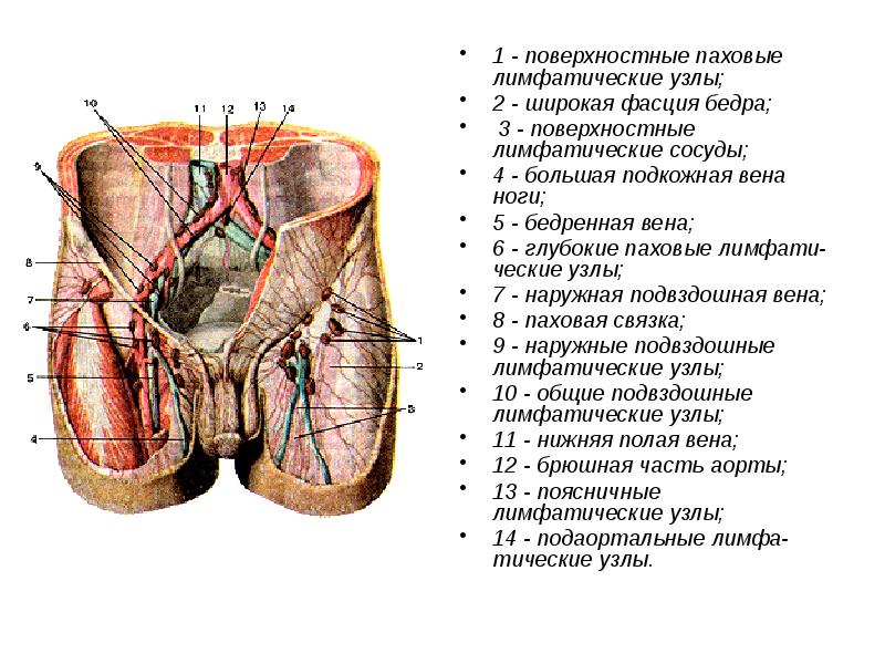 Паховые лимфоузлы у мужчин расположение картинки фото и описание